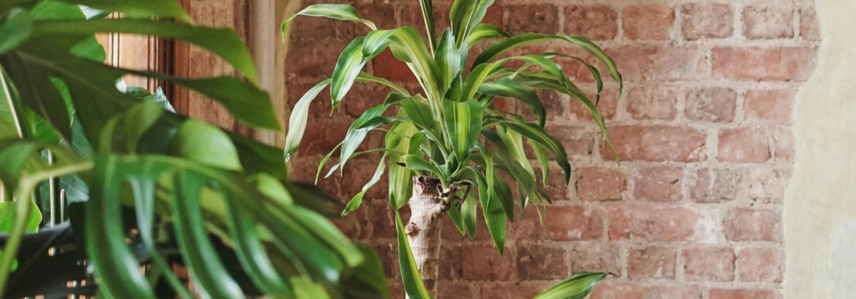 plantenbloemenshop-nl-xxl-planten-front-page-categorie