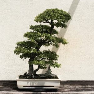 Bonsai