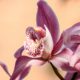 orchidee plantenbloemenshop.nl