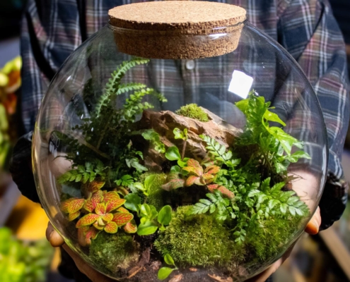 plantenbloemenshop-nl-terrarium terrarium
