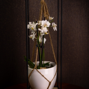 Orchideeënpotten